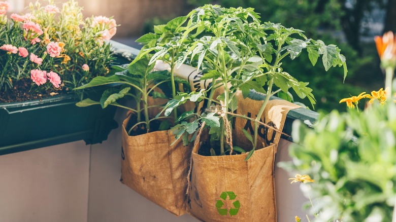 tomatoes in grow bags