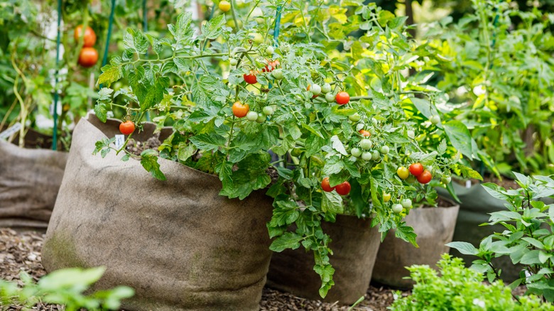 row of tomatoes in grow bags