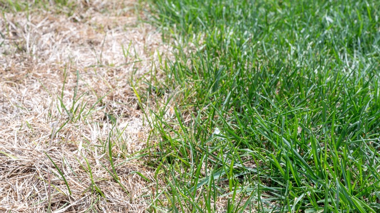 Using humic acid for a healthy lawn