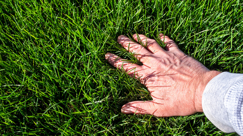 A flourishing lawn