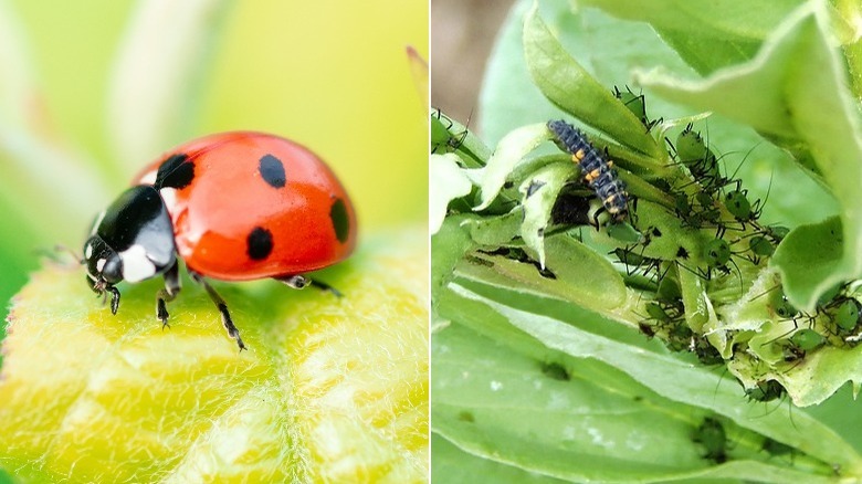 Ladybug and ladybug larva eating