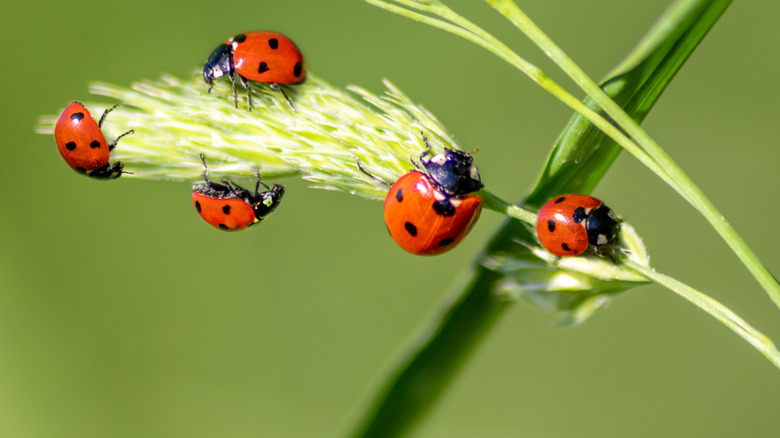 five ladybugs on a plant