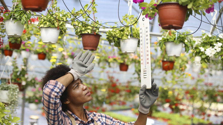 High temperatures in greenhouse