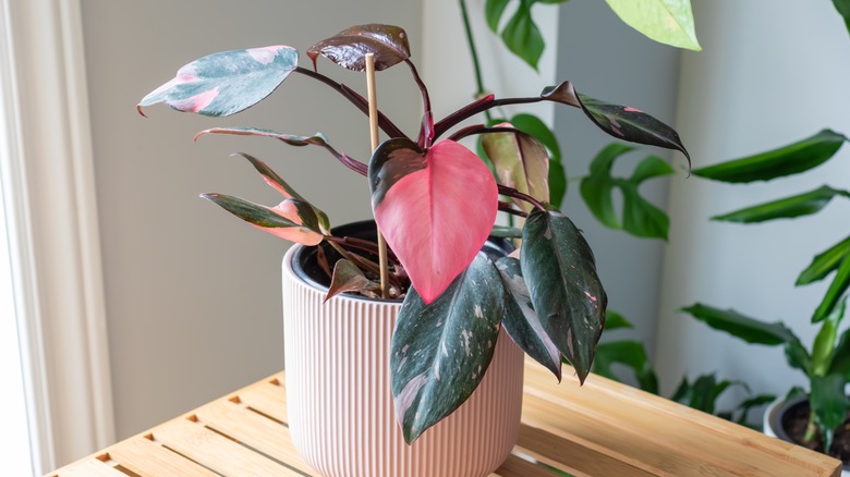 Pink Princess Philodendron