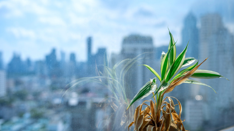 wilting plant office window city