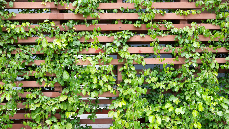 ivy on privacy wall