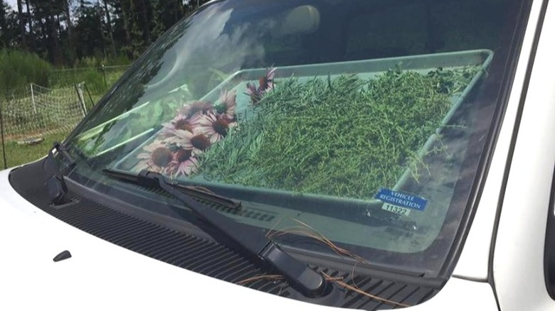 Herbs in car window