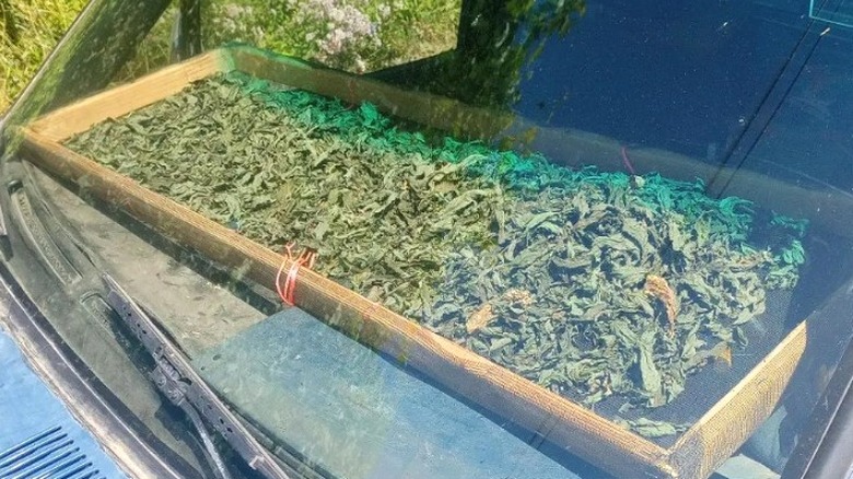 Spearmint leaves drying on dashboard