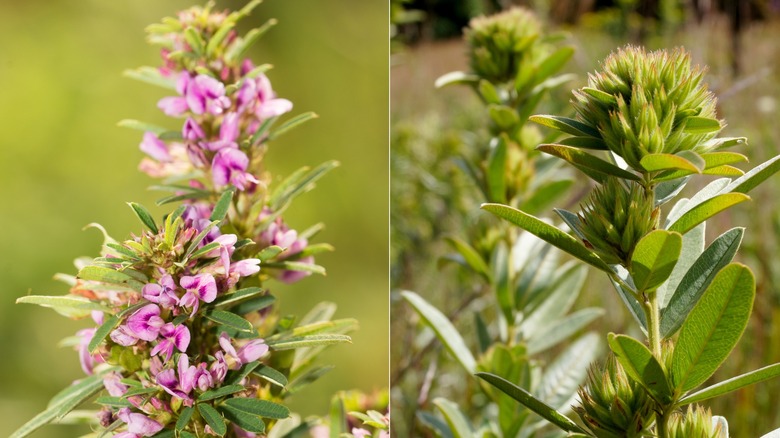 Lespedeza virginica and Lespedeza capitata