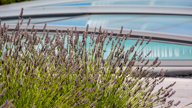 lavender around the pool