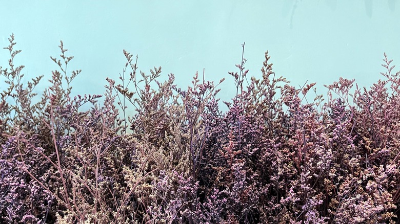 dry lavender bush beside pool