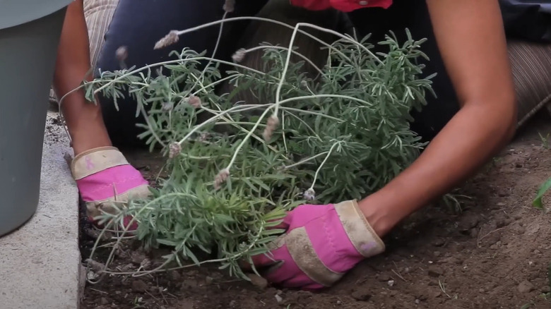 person uprooting a lavender bush