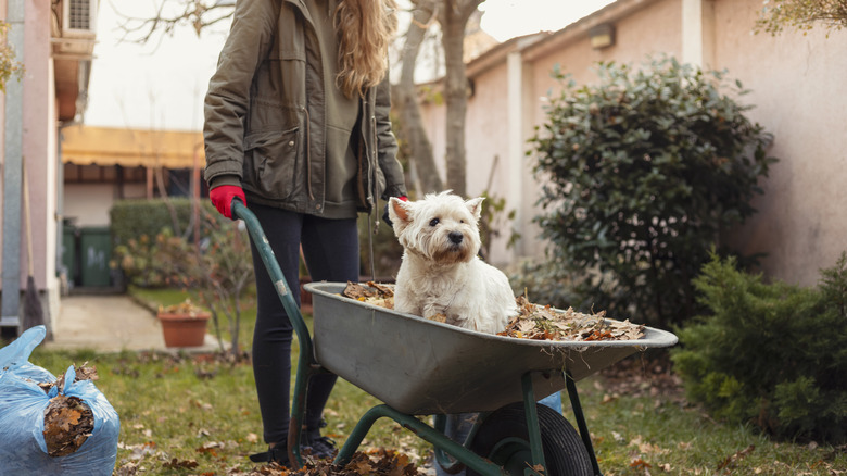 Longhaired woman rolling a wheelbarrow full of leaves with a Yorkshire terrier hitching a ride