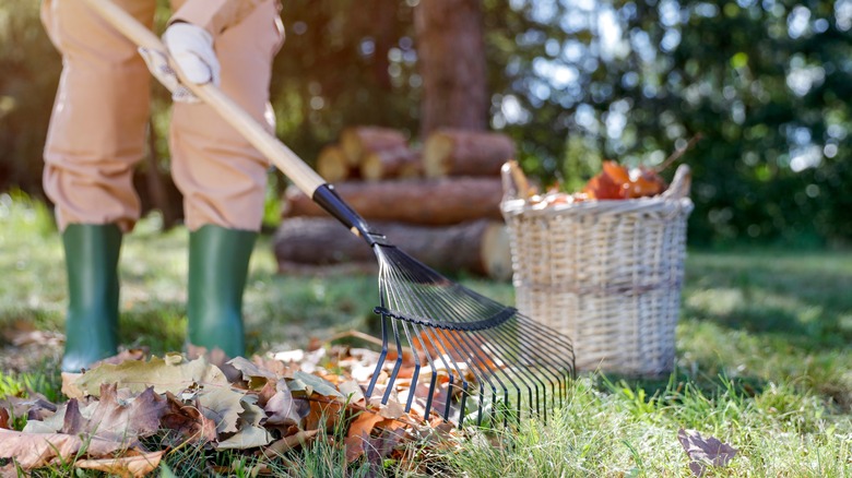 Person wearing rubber boots raking leaves in yard