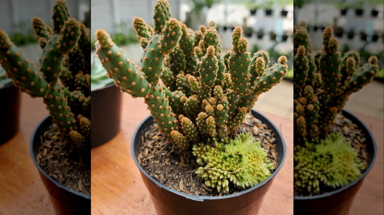 Prickly pear cactus in potting medium