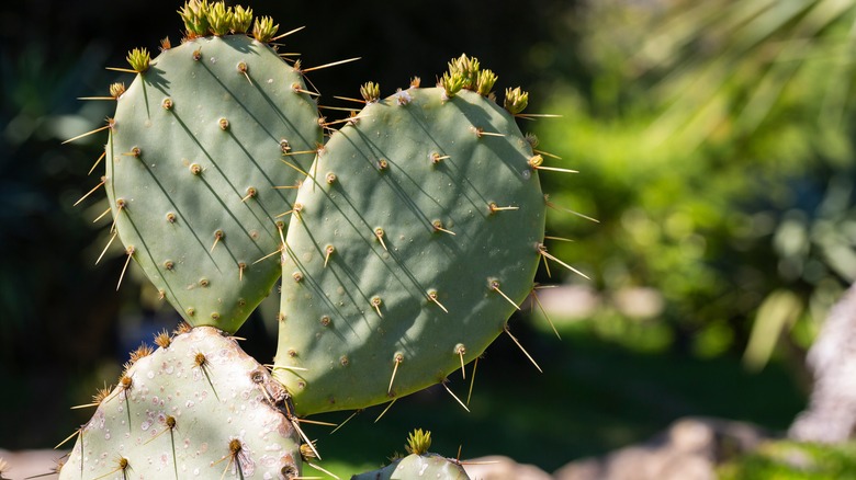 Prickly pear cactus