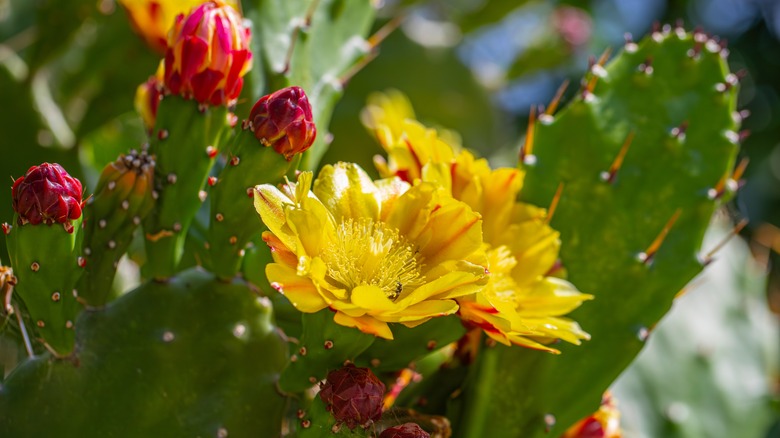 Prickly pear cactus with flowers