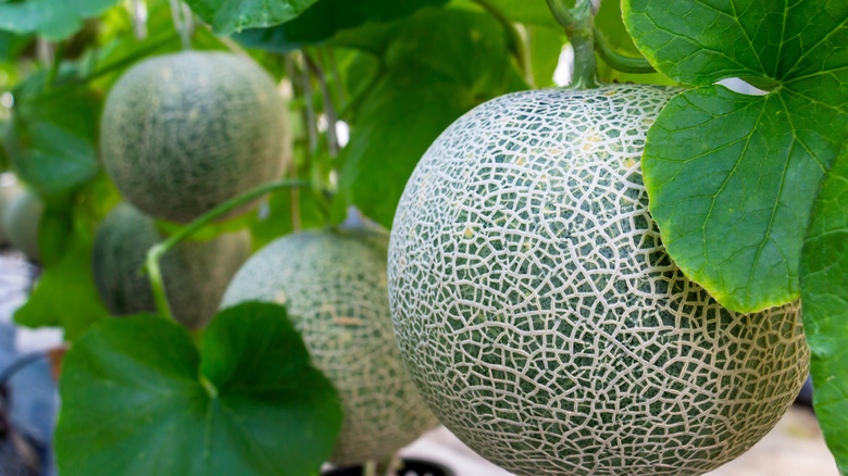 Large netted melons on trellises