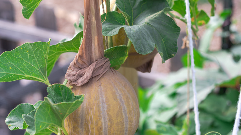 Cantaloupe supported in stocking sling