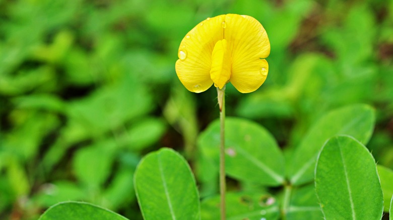 Pinto bean flower