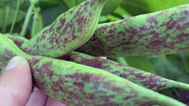 Pinto bean pods