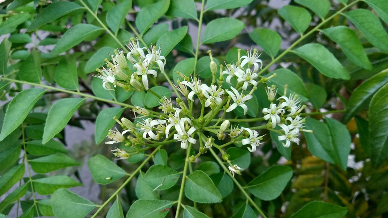 curry leaf plant in bloom