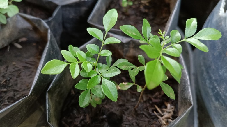 young potted curry leaf plants