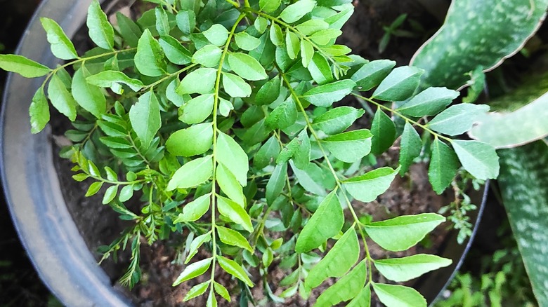 closeup of curry plant leaves