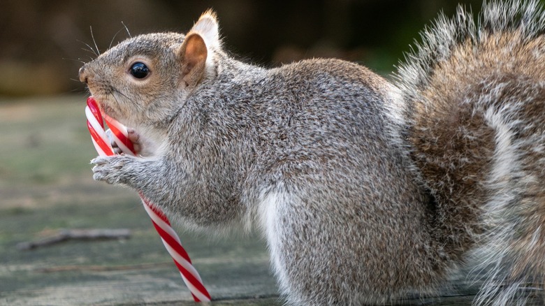 Squirrel eating a candy cane