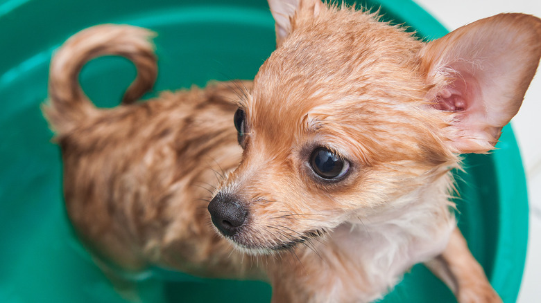 Dog washed in sink