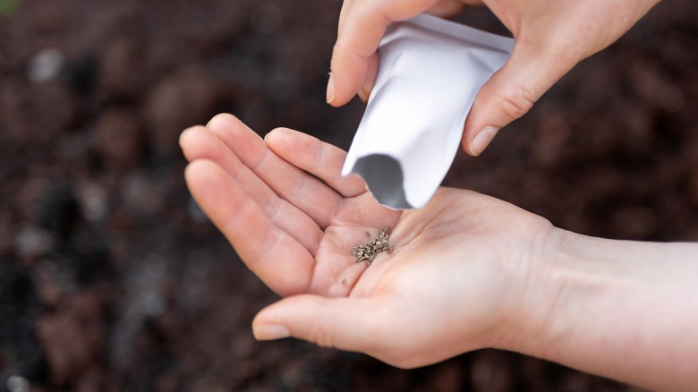 Hand holding carrot seeds