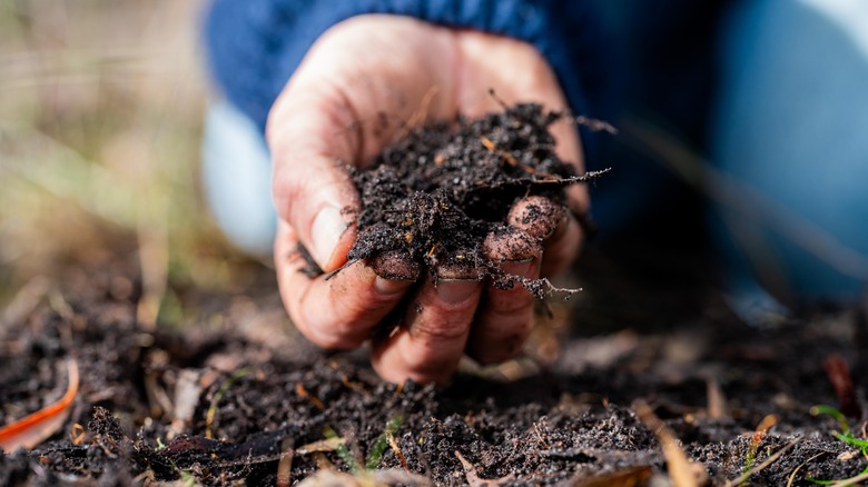 hand holding compost