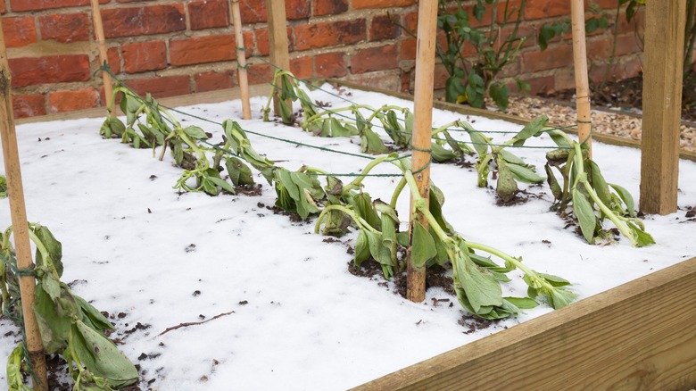 wilted garden plants in snow