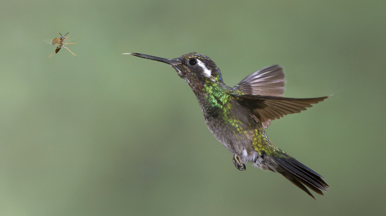 hummingbird pursuing a wasp