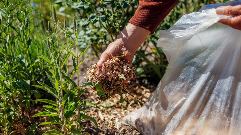 gardener mulching with leaves