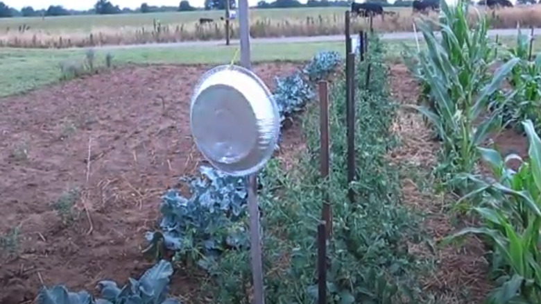 Aluminum pie pan hangs in garden