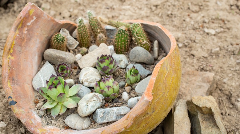 plants in broken ceramic pot