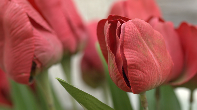 Dusty artificial tulips