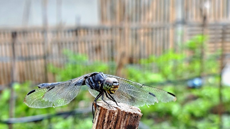 dragonfly perched on a post