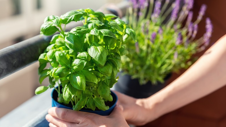 Potted basil