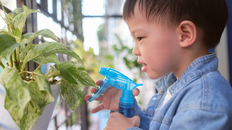 Baby watering pothos plant