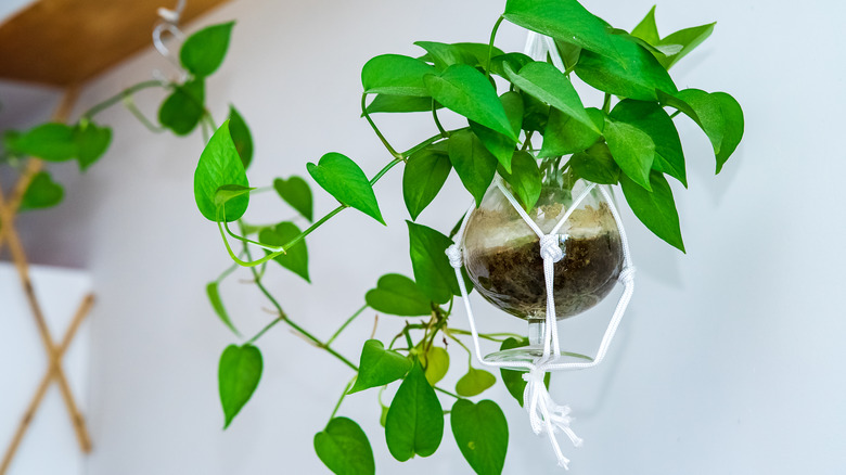 Pothos in macrame hanger