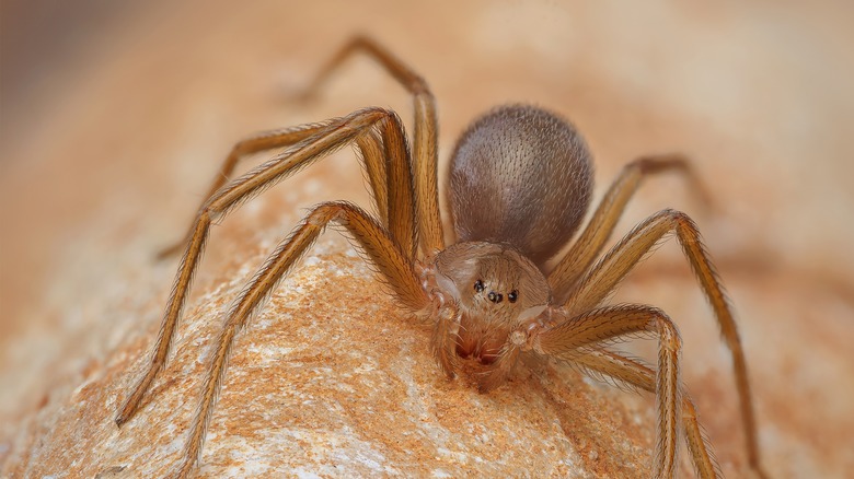 brown recluse spider in nature