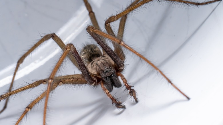 giant house spider on white surface