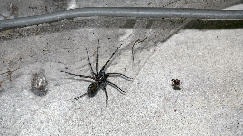 Spider in garage