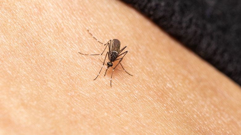 Mosquito on bare skin