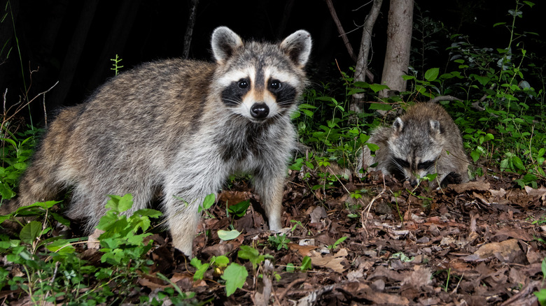 Raccoons at night