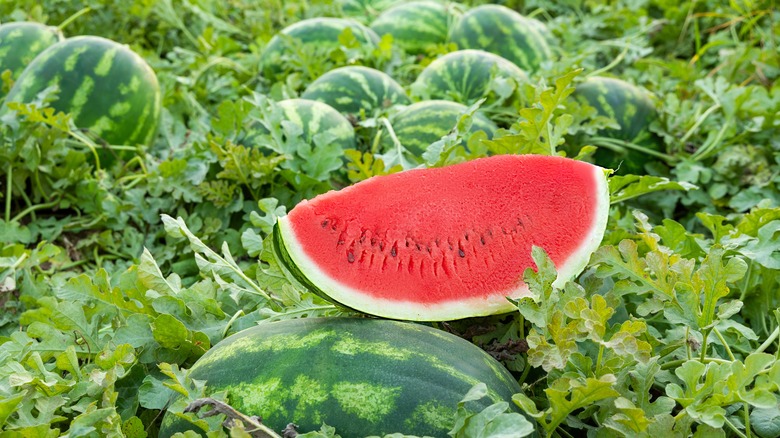 Slice of watermelon in garden