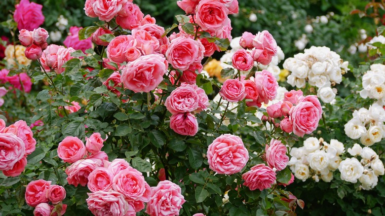 multi-colored rose bushes sway in a garden