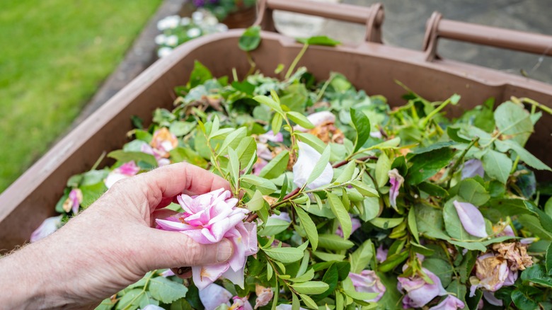 A hand holds composted rose blossom